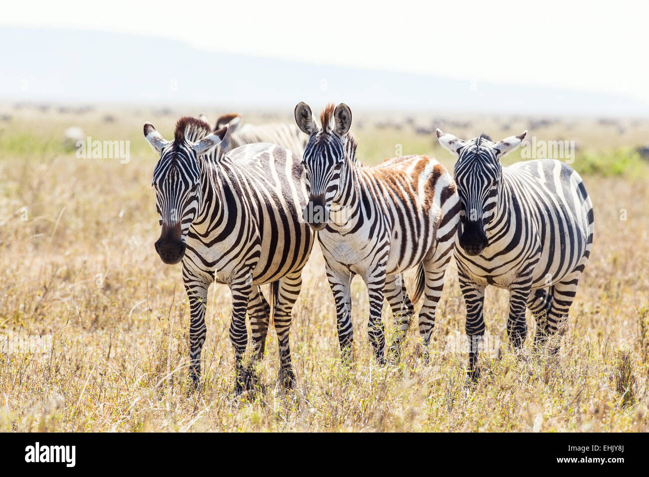 Zebra in the Serengeti National park, Tanzania, Africa Stock Photo - Alamy