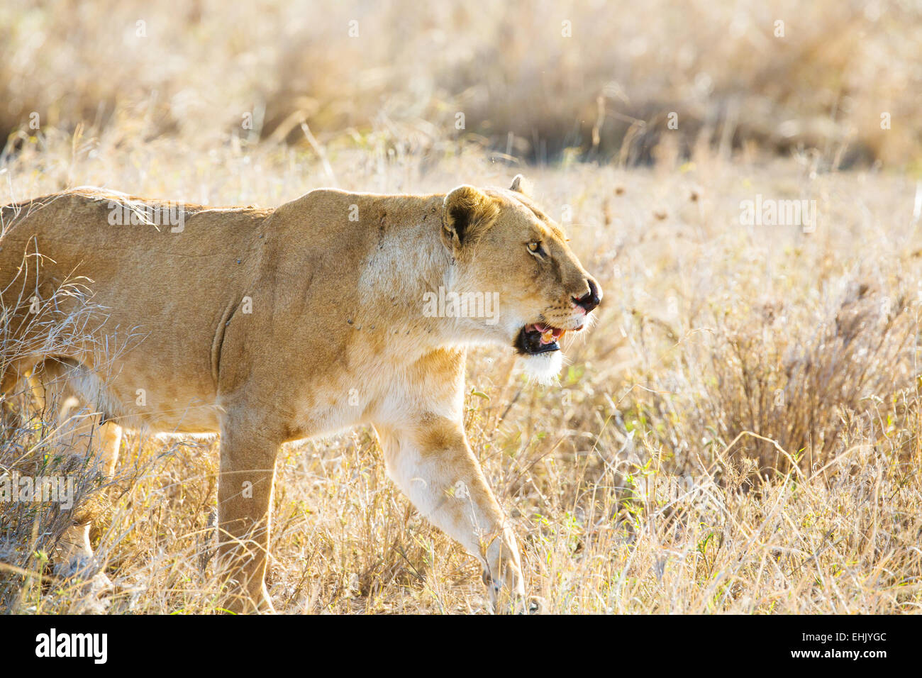Close up of lioness with a nose injury in Serengeti. Photo from Tanzania, Africa. Stock Photo