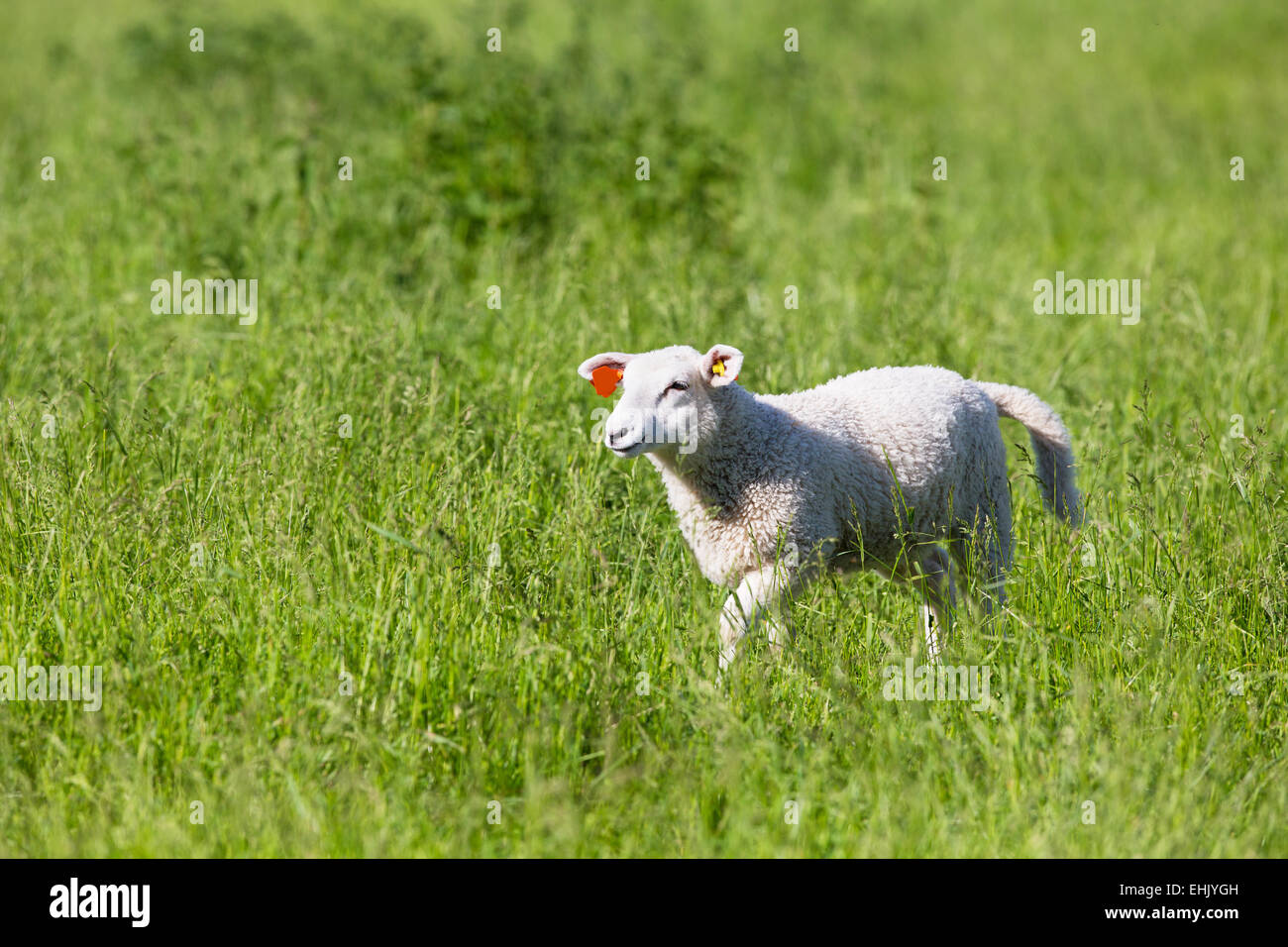 A cute lamb / young sheep walks in a green field. Stock Photo