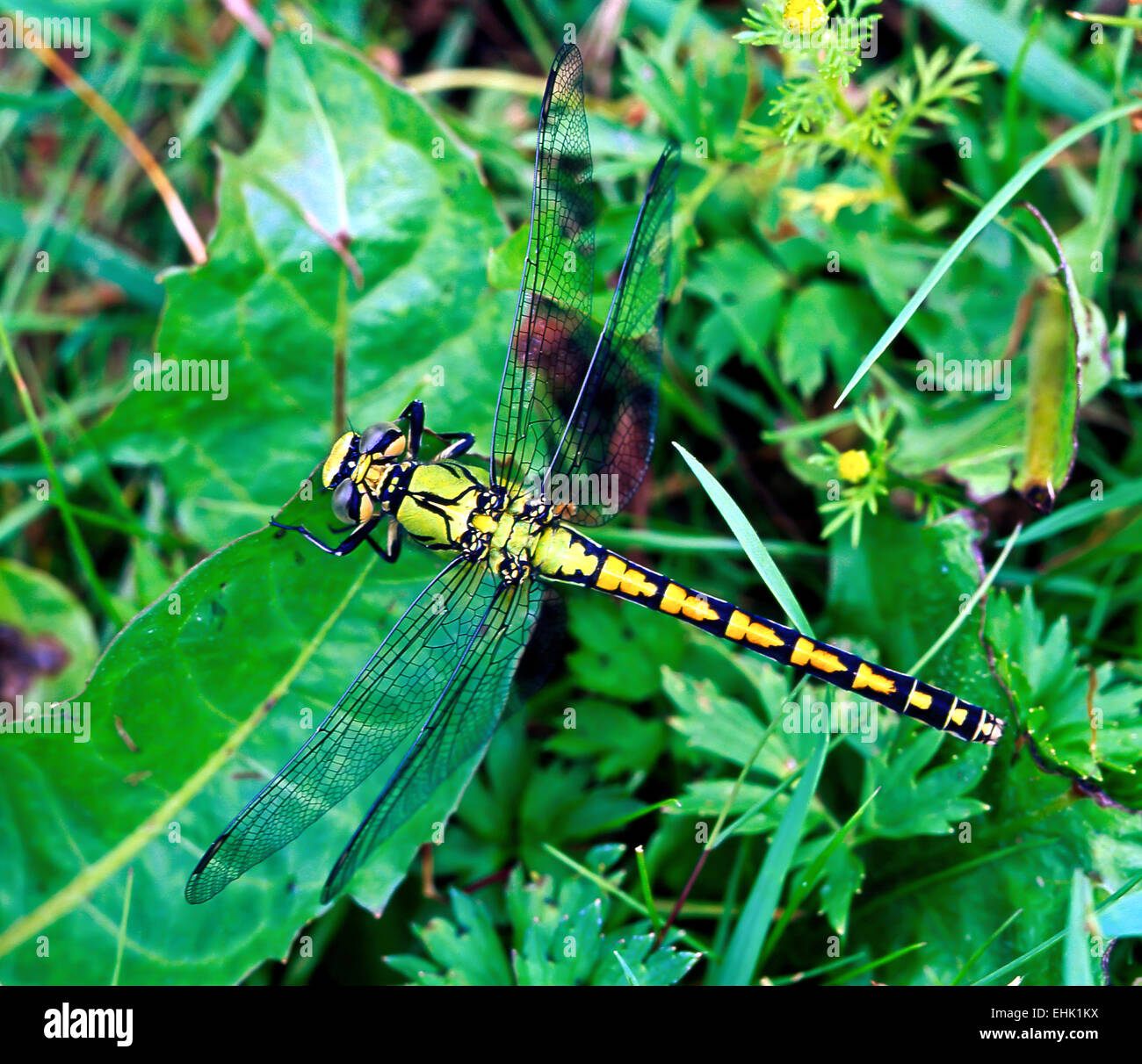 Dragonfly resting on grass hi-res stock photography and images - Alamy