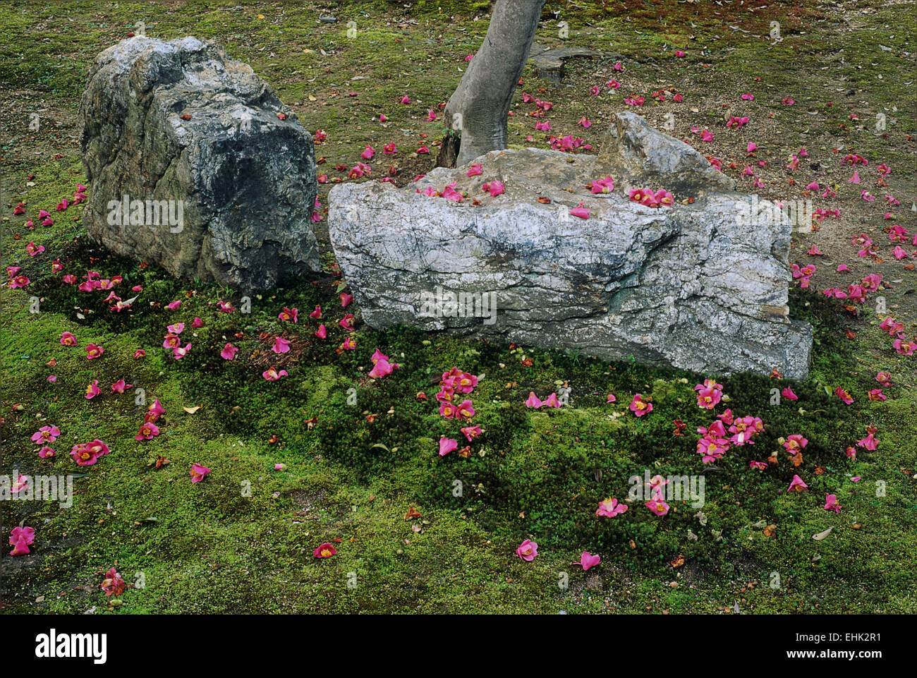 Camellia blossoms fall in a random pattern on a mossy  field beside a stone and create a very Zen like atmosphere. Stock Photo