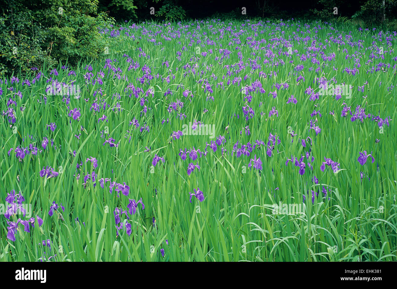 A pond of blue blooming iris is the main attraction in spring at Ota Shrine in Koyoto. Stock Photo