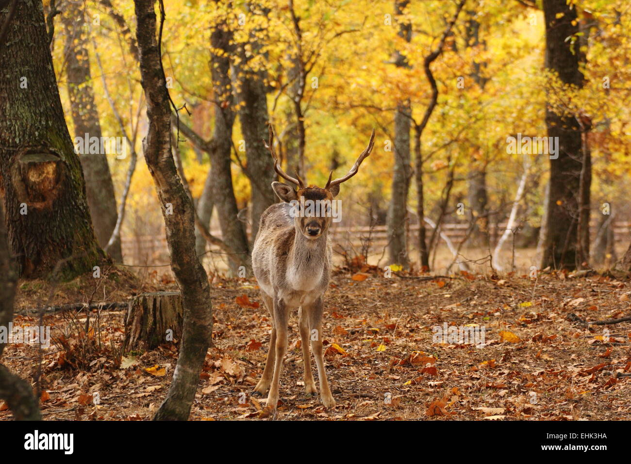 fallow deer buck ( dama dama ) at an animal park Stock Photo