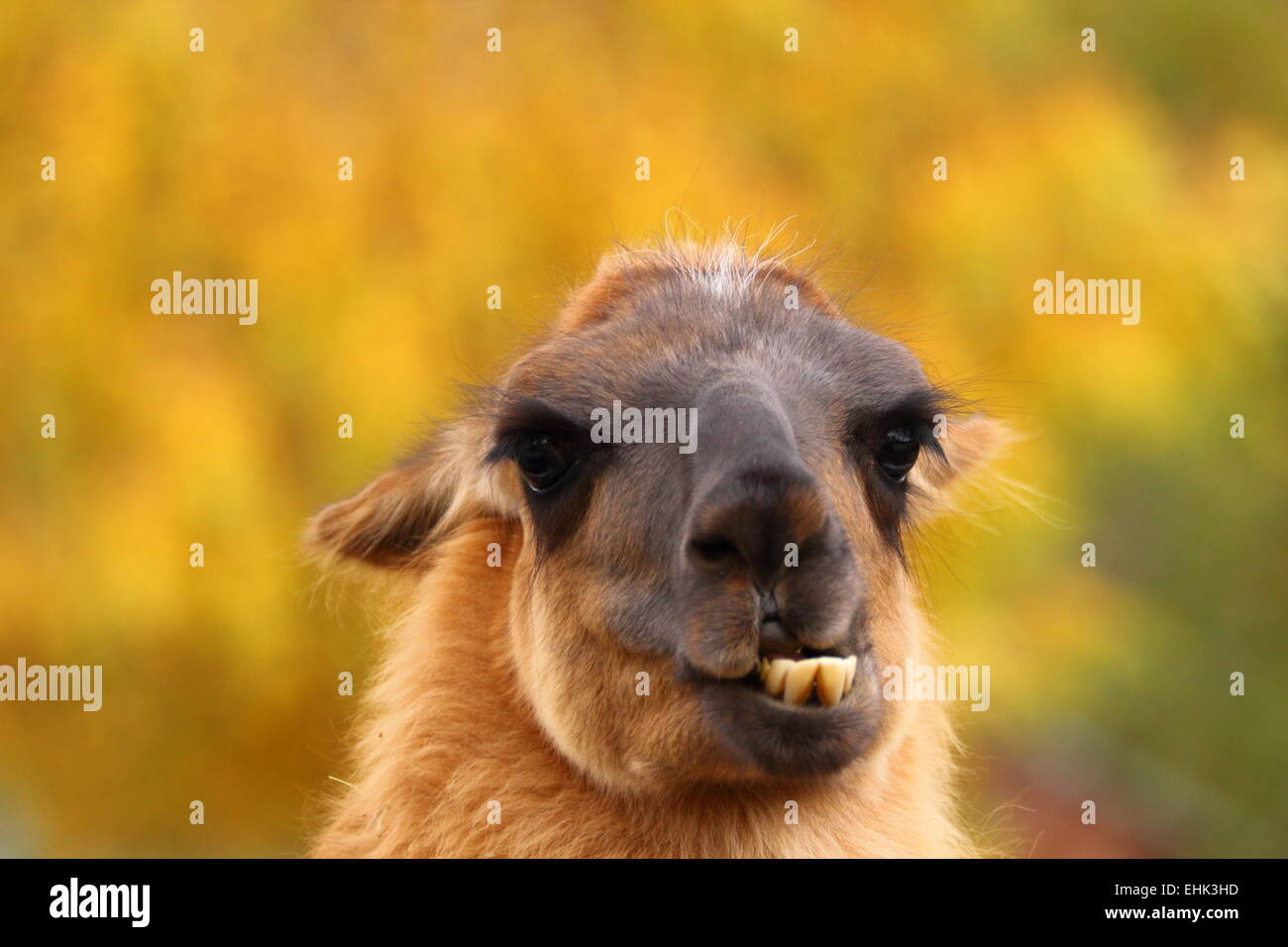 funny spitting llama portrait shoving its teeth over autumn background Stock Photo