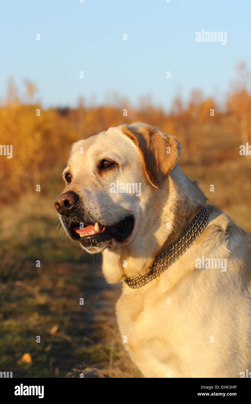 beautiful dog ( labrador retriever ) standing in the warm light of sunset Stock Photo