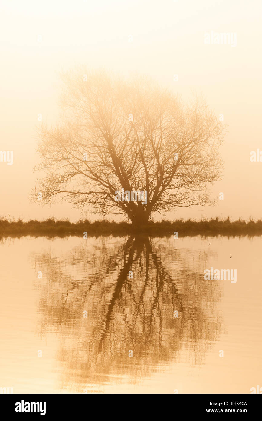 Lonely tree by the lake in the misty sunrise Stock Photo - Alamy