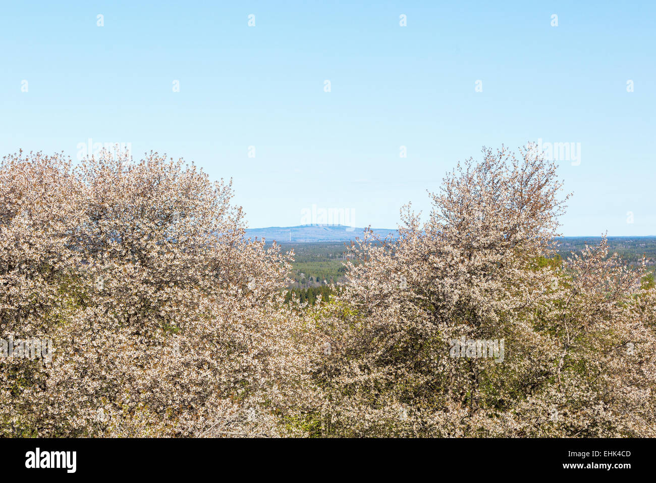 View of flowering cherry tree with Kinnekulle on the horizon at spring, in Sweden Stock Photo