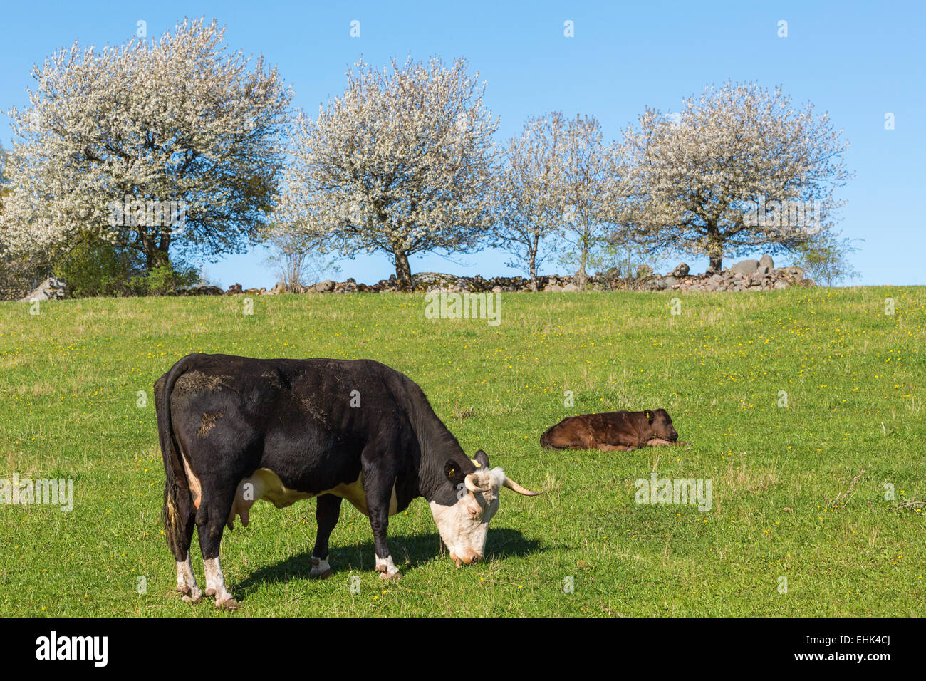 Calf lying down hires stock photography and images Alamy