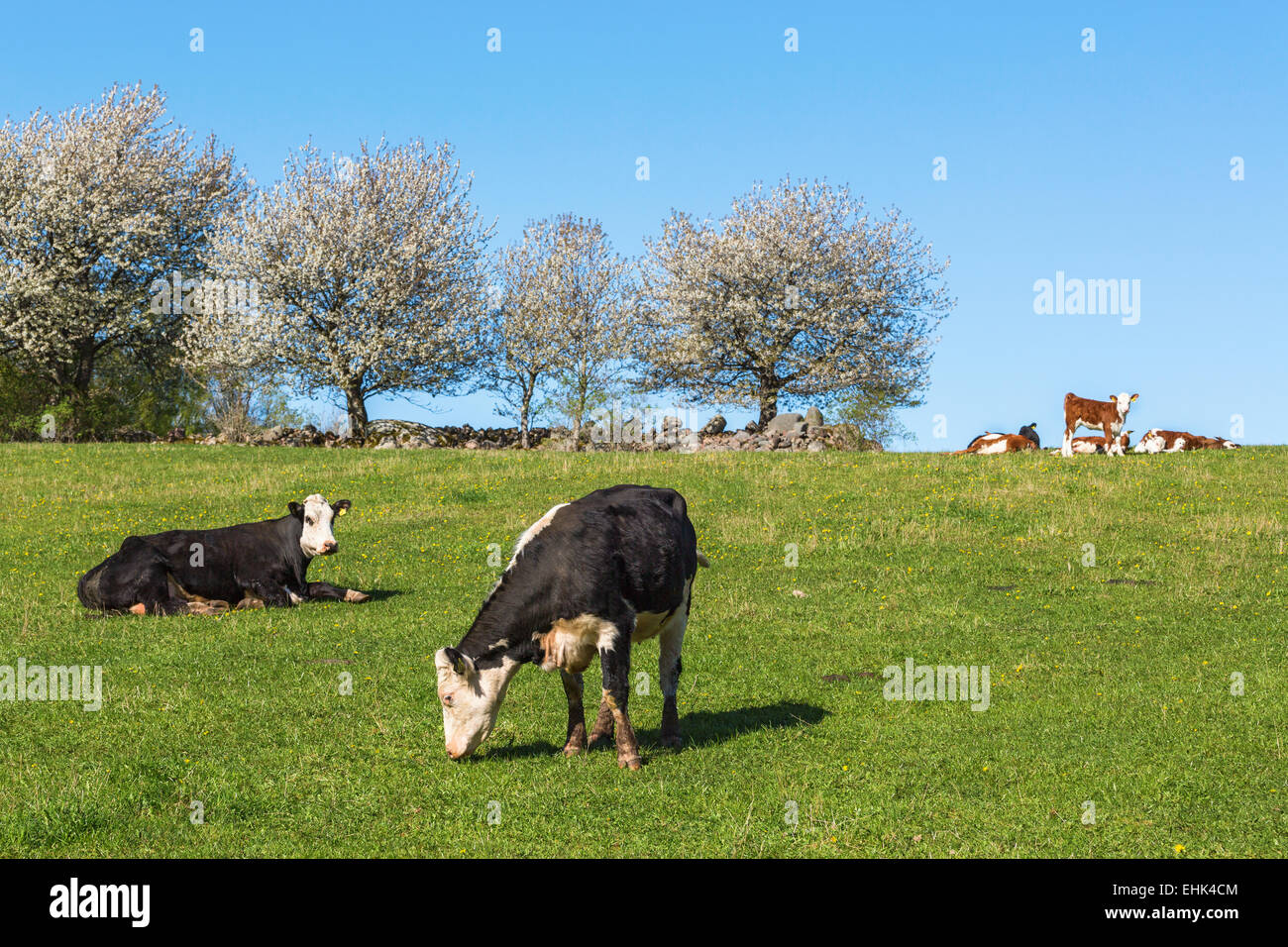 Black cows lying down resting hi-res stock photography and images - Alamy