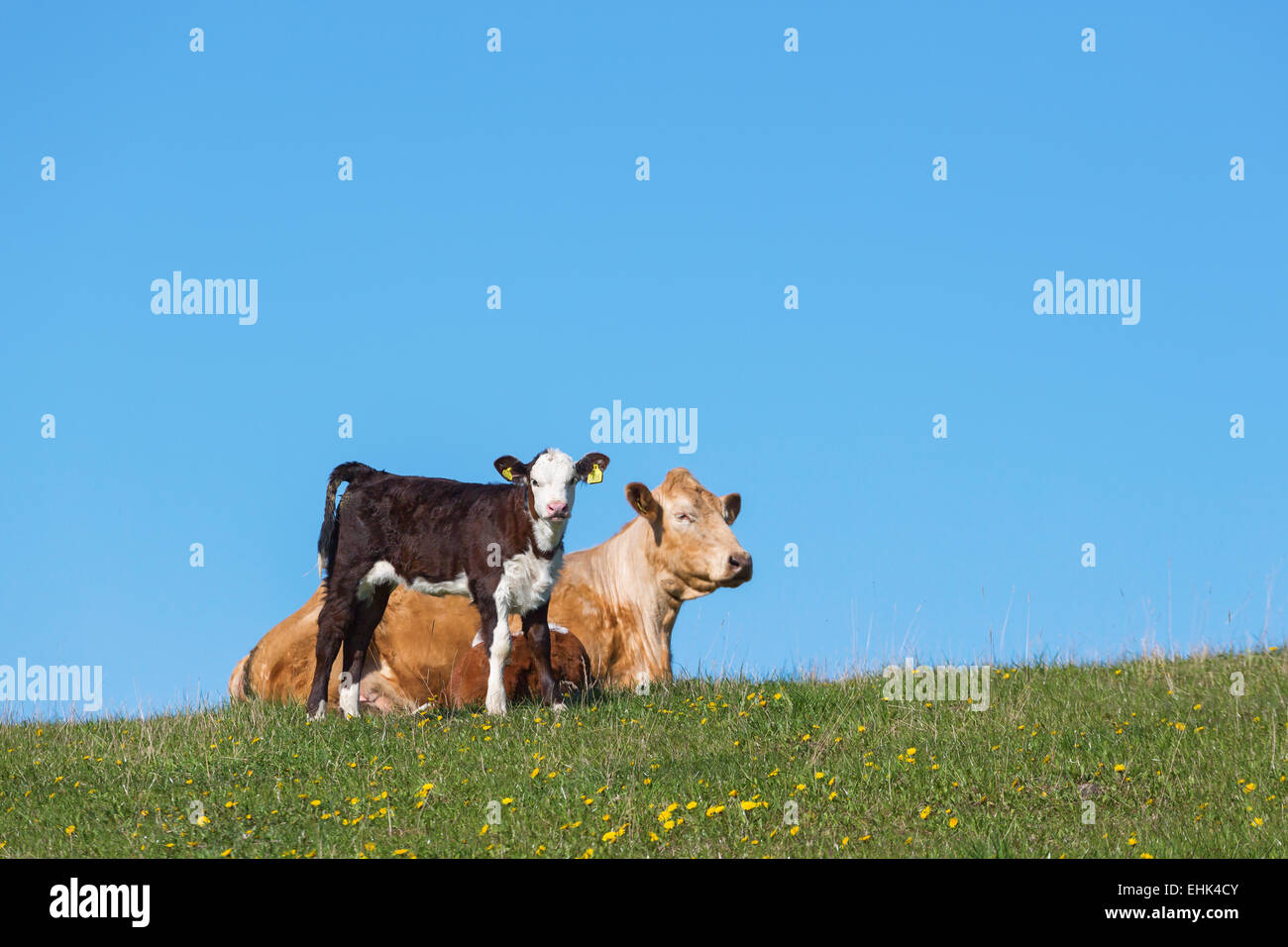 Calf and cow resting in the field Stock Photo - Alamy