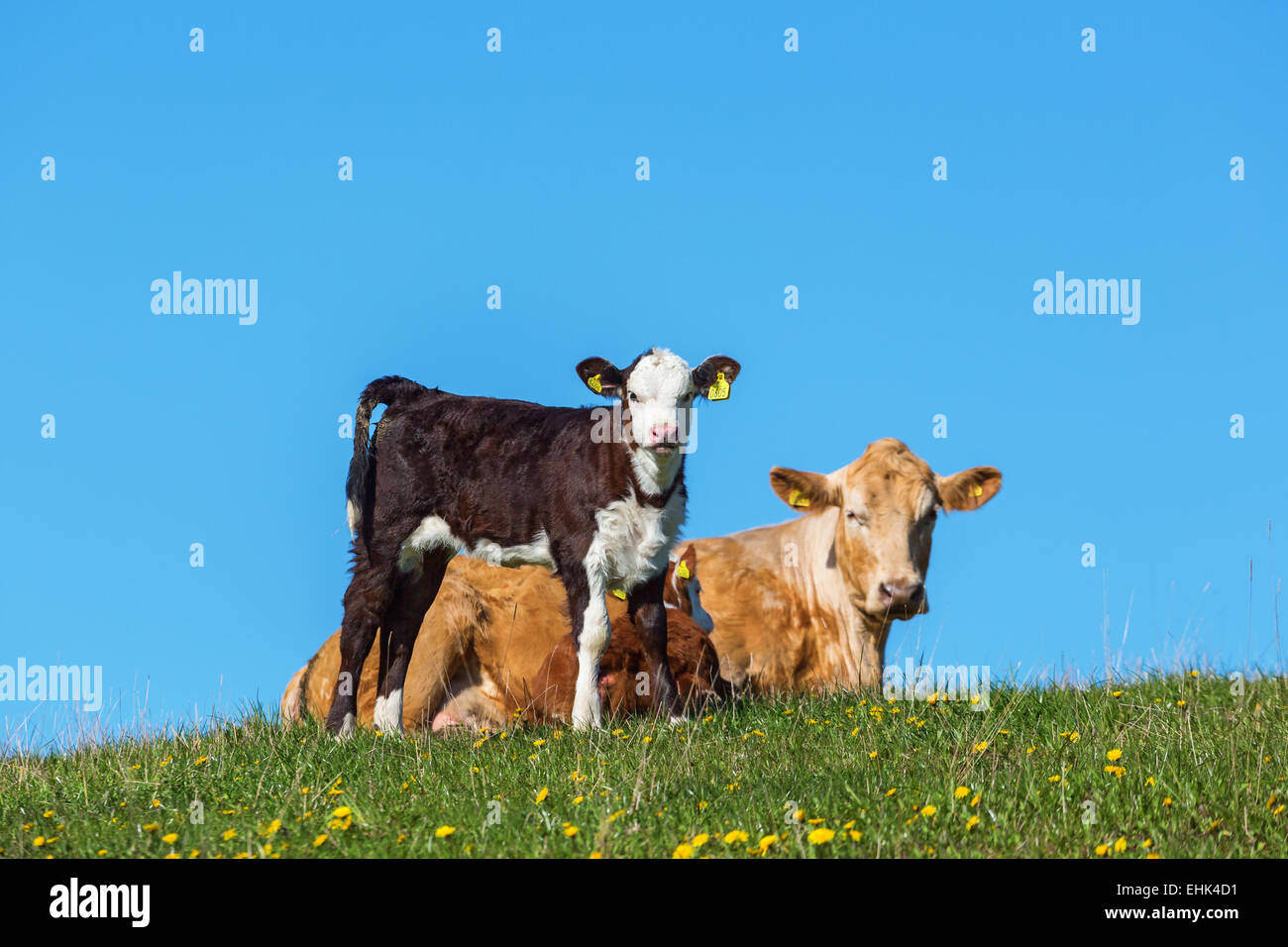 Calf and cow resting in the field Stock Photo - Alamy