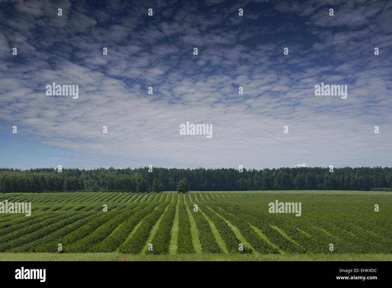 Currant Rows Accurate rows of currant bush seedlings as a background composition ...