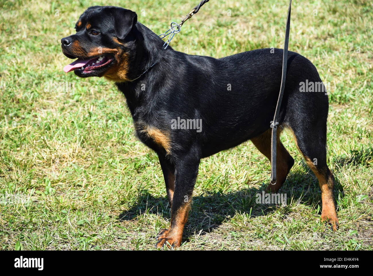 Female rottweiler dog hi-res stock photography and images - Alamy