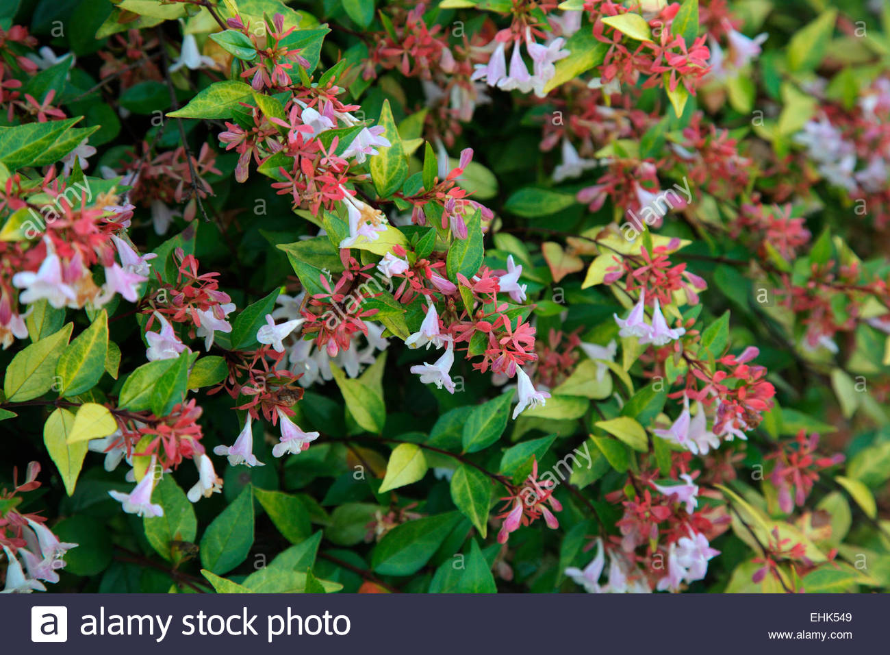 Abelia Francis Mason