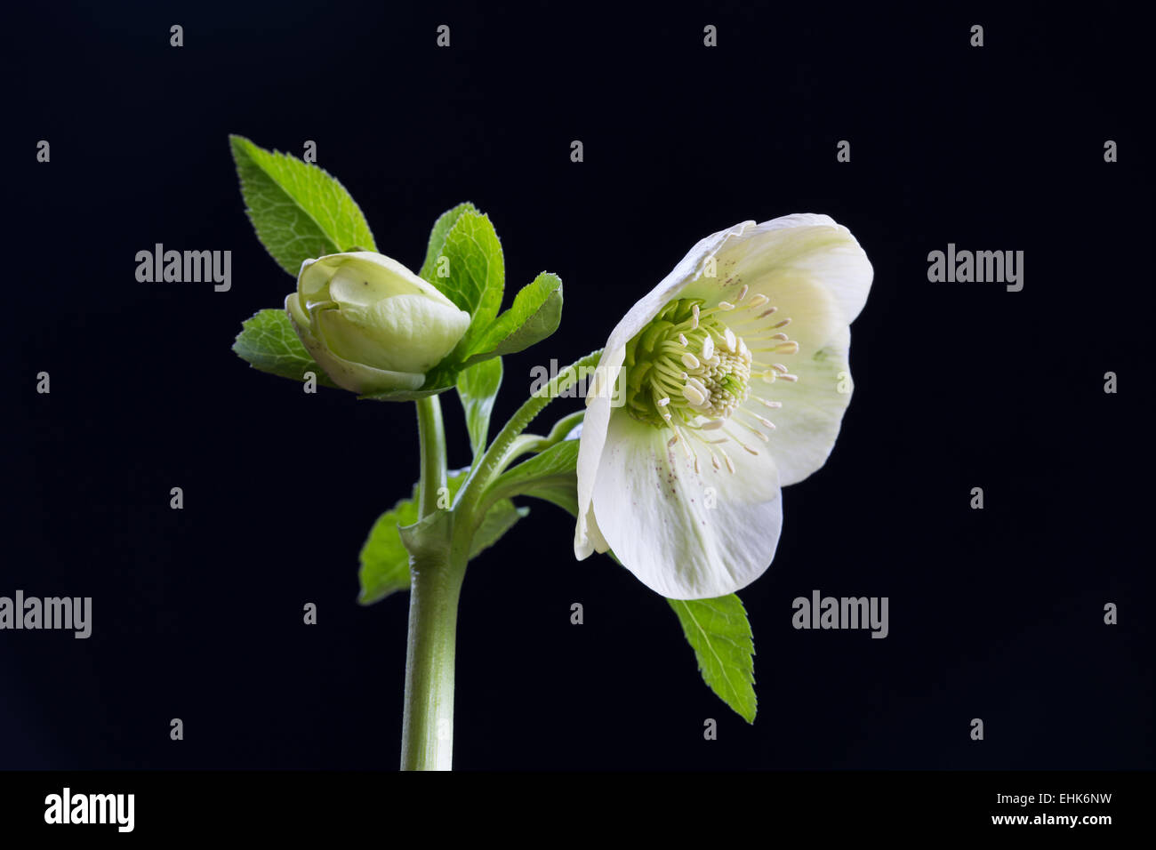 Hellebore orientalis flower and bud with a black background Stock Photo