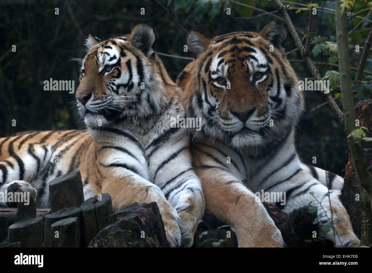 Male and female Siberian or  Amur tiger (Panthera tigris altaica) posing together at Dierenpark Amersfoort Zoo, The Netherlands Stock Photo