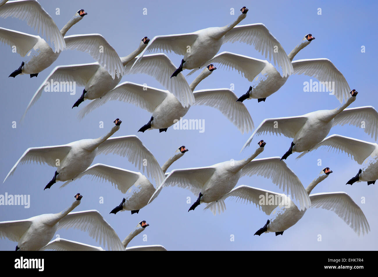 Mute Swans Cygnus Olor Swans in Flight Stock Photo Alamy