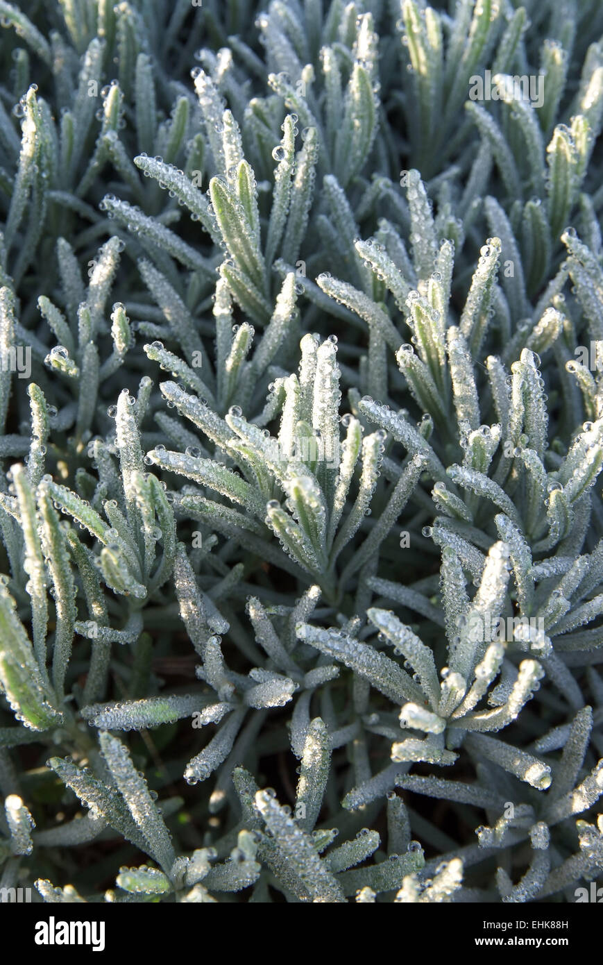 lavender plant with frost in the morning Stock Photo Alamy