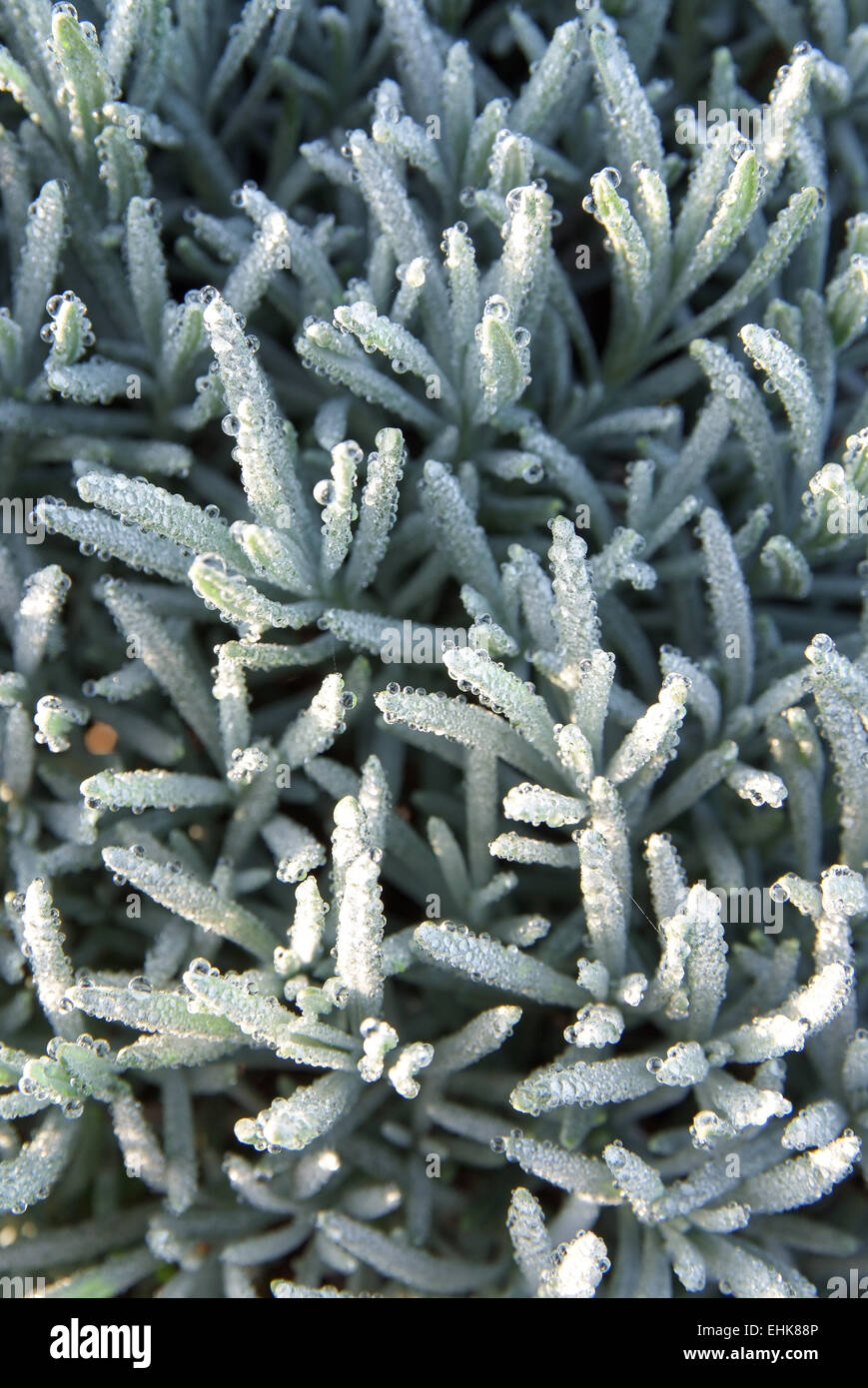 lavender plant with frost in the morning Stock Photo Alamy