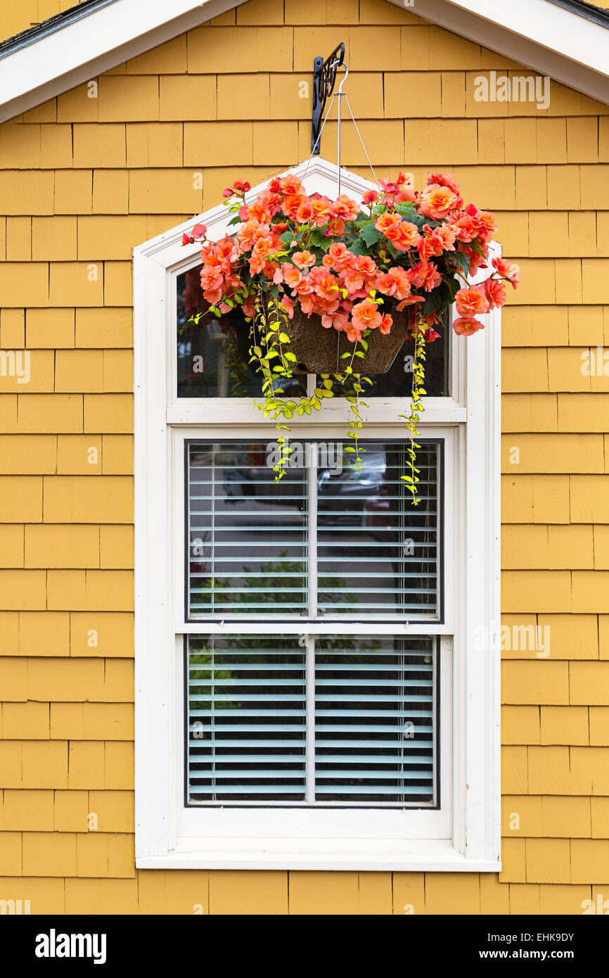 Orange begonias in a summertime hanging basket Stock Photo Alamy