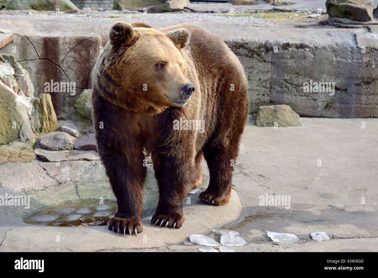 Big Brown Bear Stock Photo