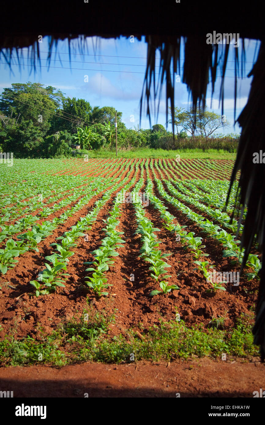 Tobacco field in the Vinales valley, Cuba Stock Photo