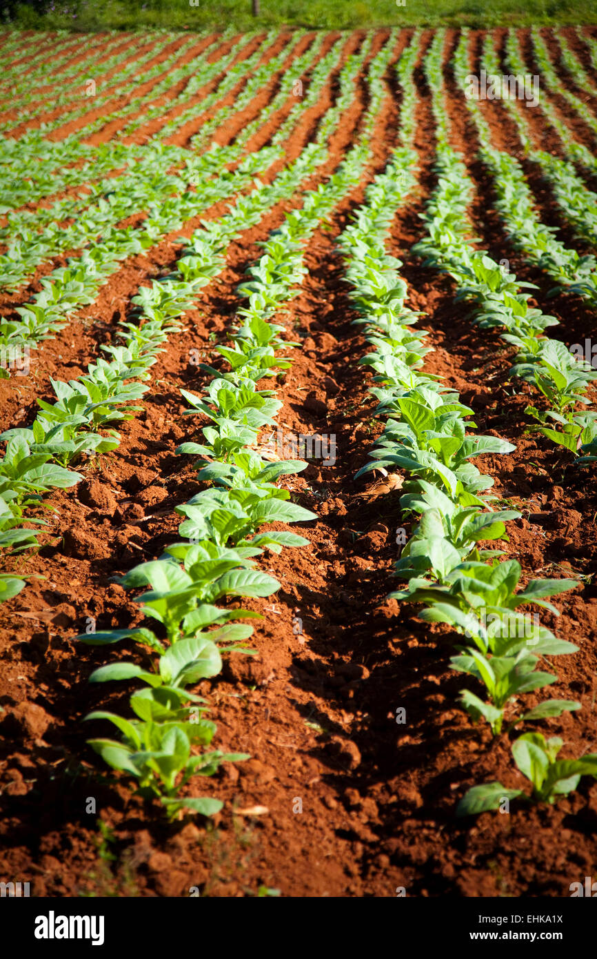 Tobacco field in the Vinales valley, Cuba Stock Photo