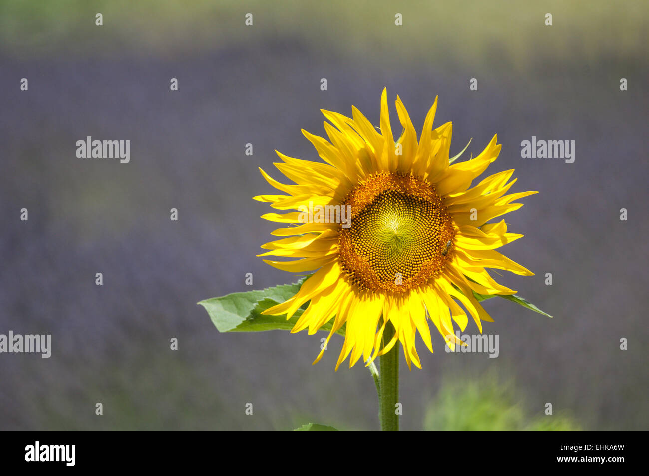 Lavender and sunflower hires stock photography and images Alamy