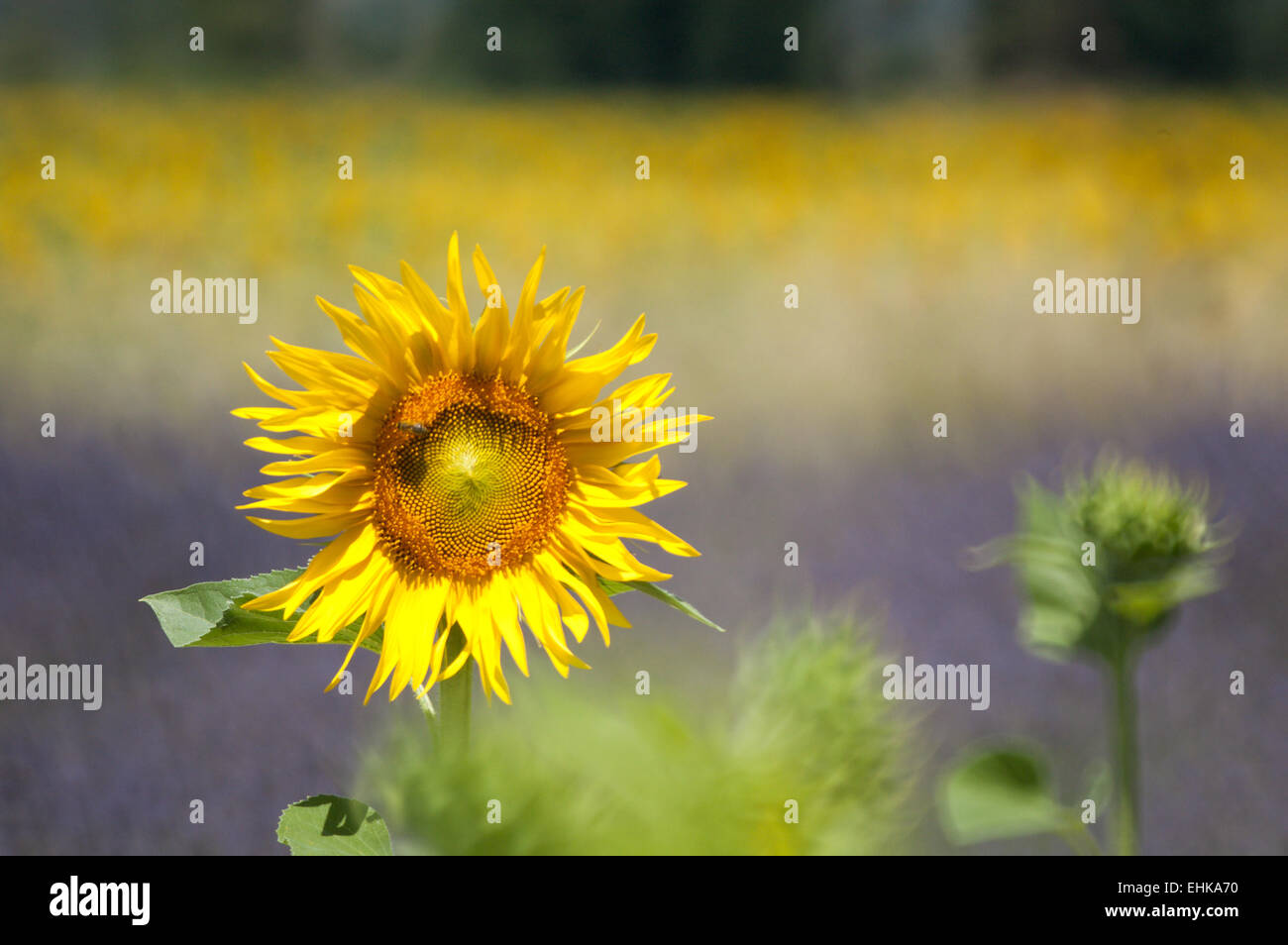 Lavender and sunflower hires stock photography and images Alamy