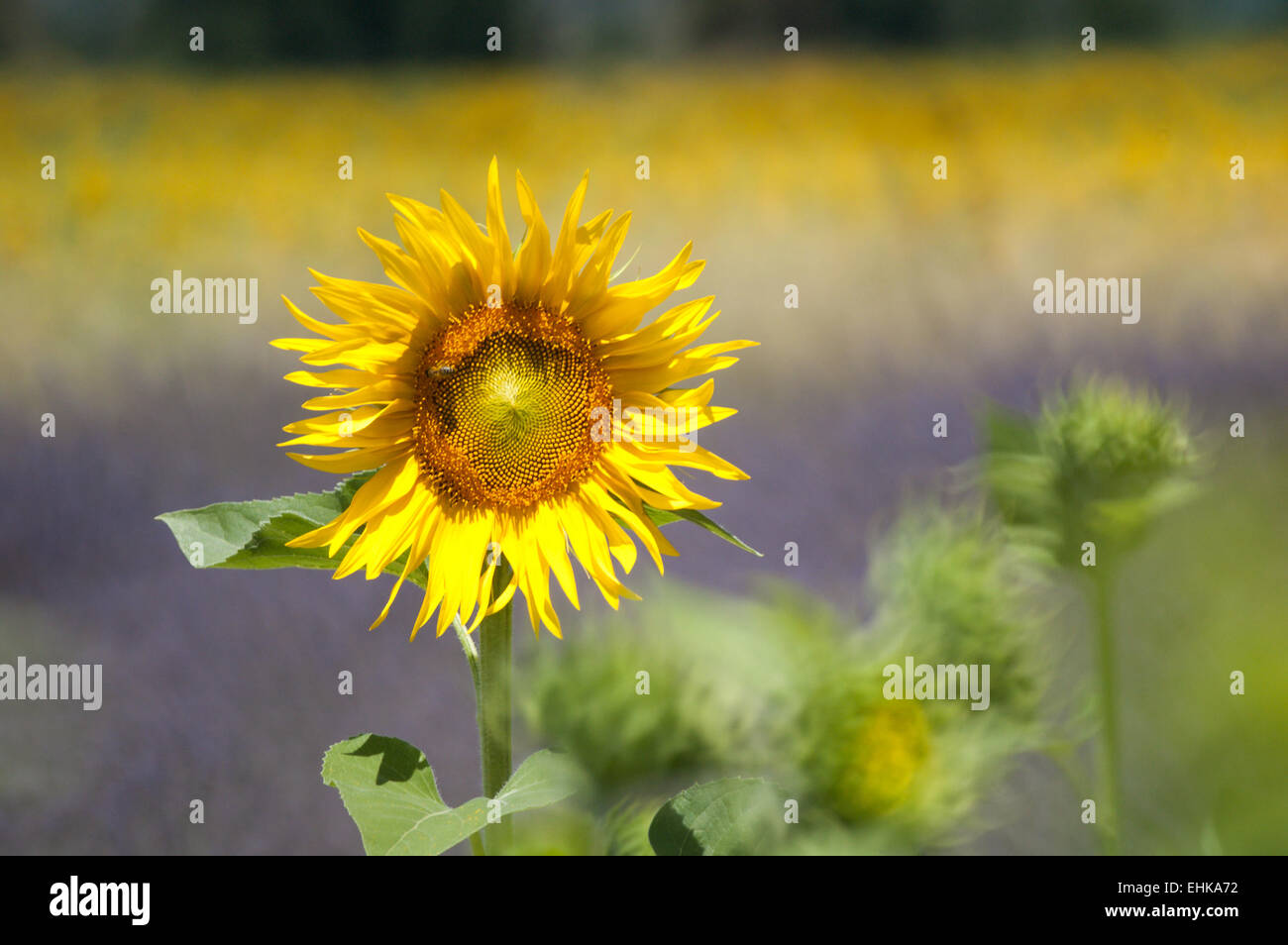 sunflower and lavender field Drome Stock Photo Alamy
