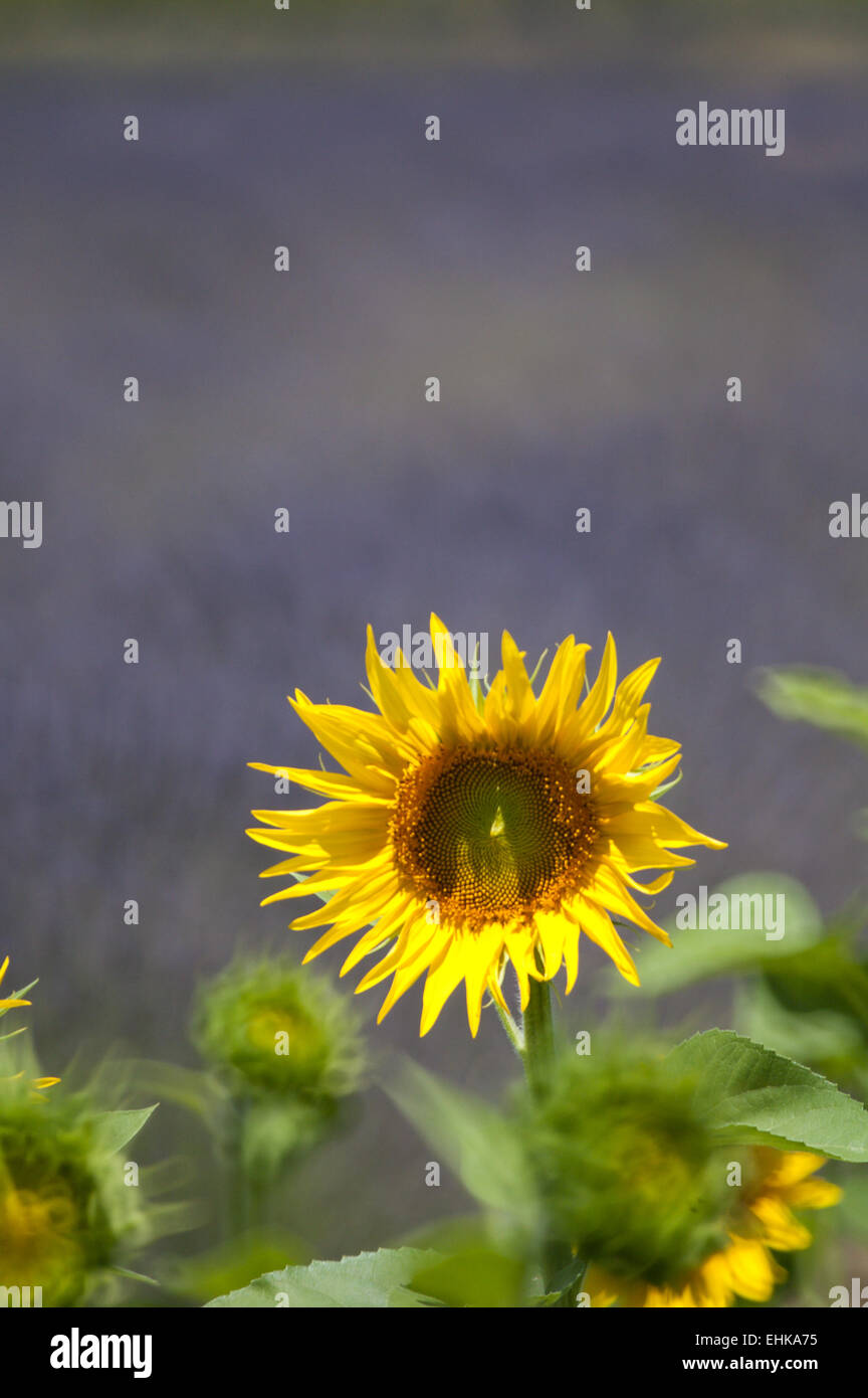 Lavender and sunflower hires stock photography and images Alamy