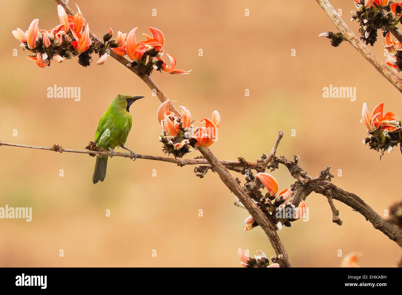 Jerdon's Leafbird (Chloropsis jerdoni) perched on the flame of the forest or palash treee Stock Photo