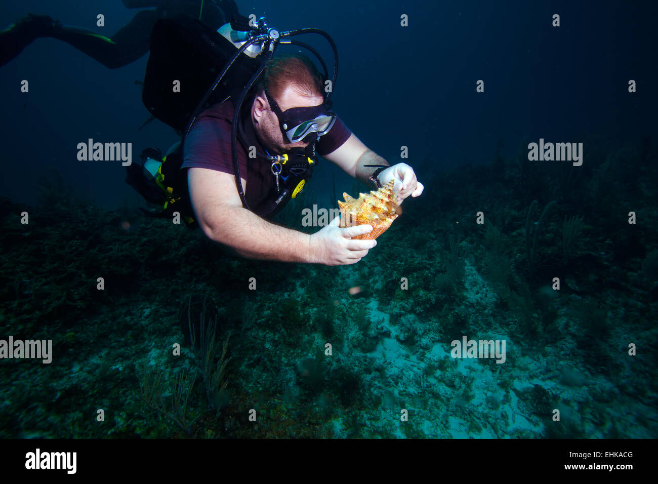 Diver, looking for shells Stock Photo