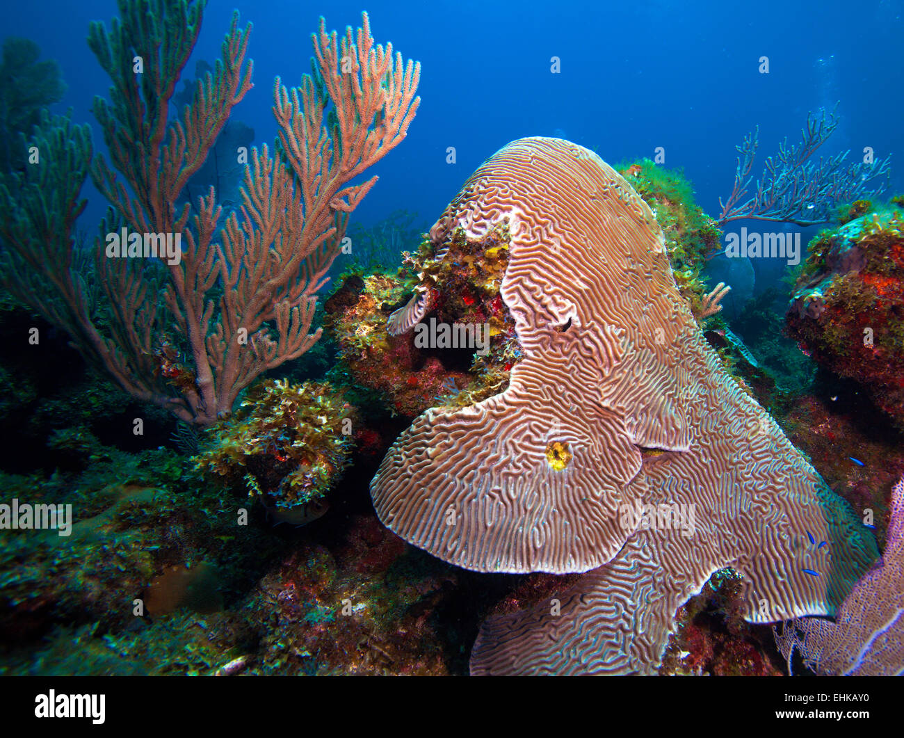Brain coral (Faviidae) near Cayo Largo, Cuba Stock Photo