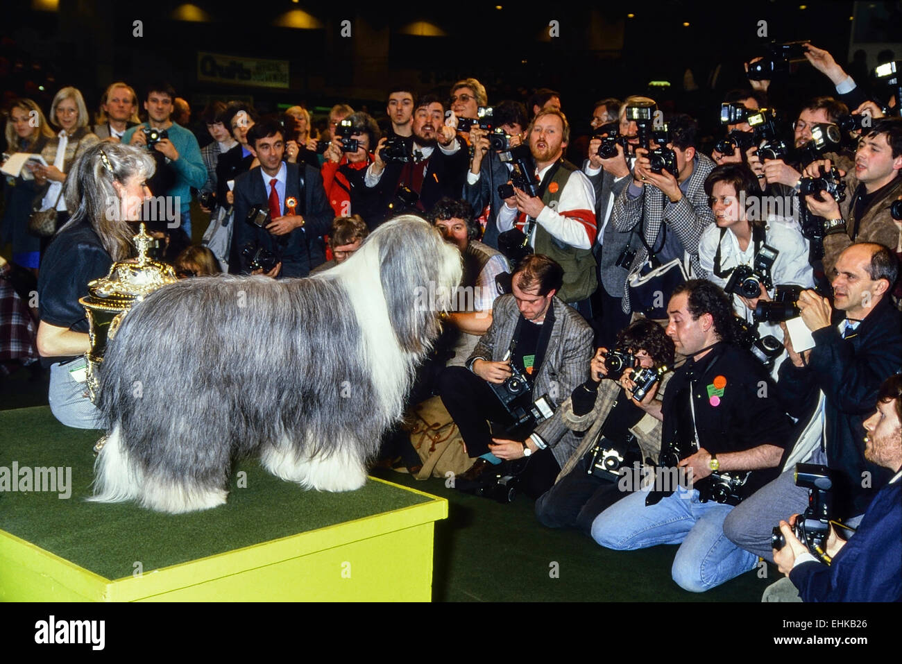 Crufts 1989 Best in show winner. Potterdale Classic of Moonhill. Bearded Collie. Owned by Brenda White. Earls Court. London Stock Photo
