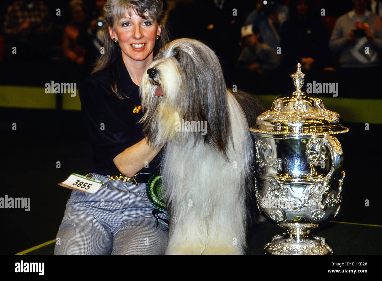 Crufts 1989 Best in show winner. Potterdale Classic of Moonhill. Bearded Collie. Owned by Brenda White. Earls Court. London Stock Photo