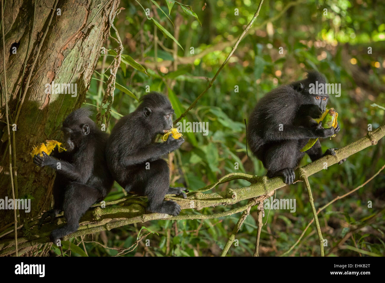 A group of Sulawesi black-crested macaque (Macaca nigra) juveniles eating fruit in Tangkoko forest, North Sulawesi, Indonesia. Stock Photo