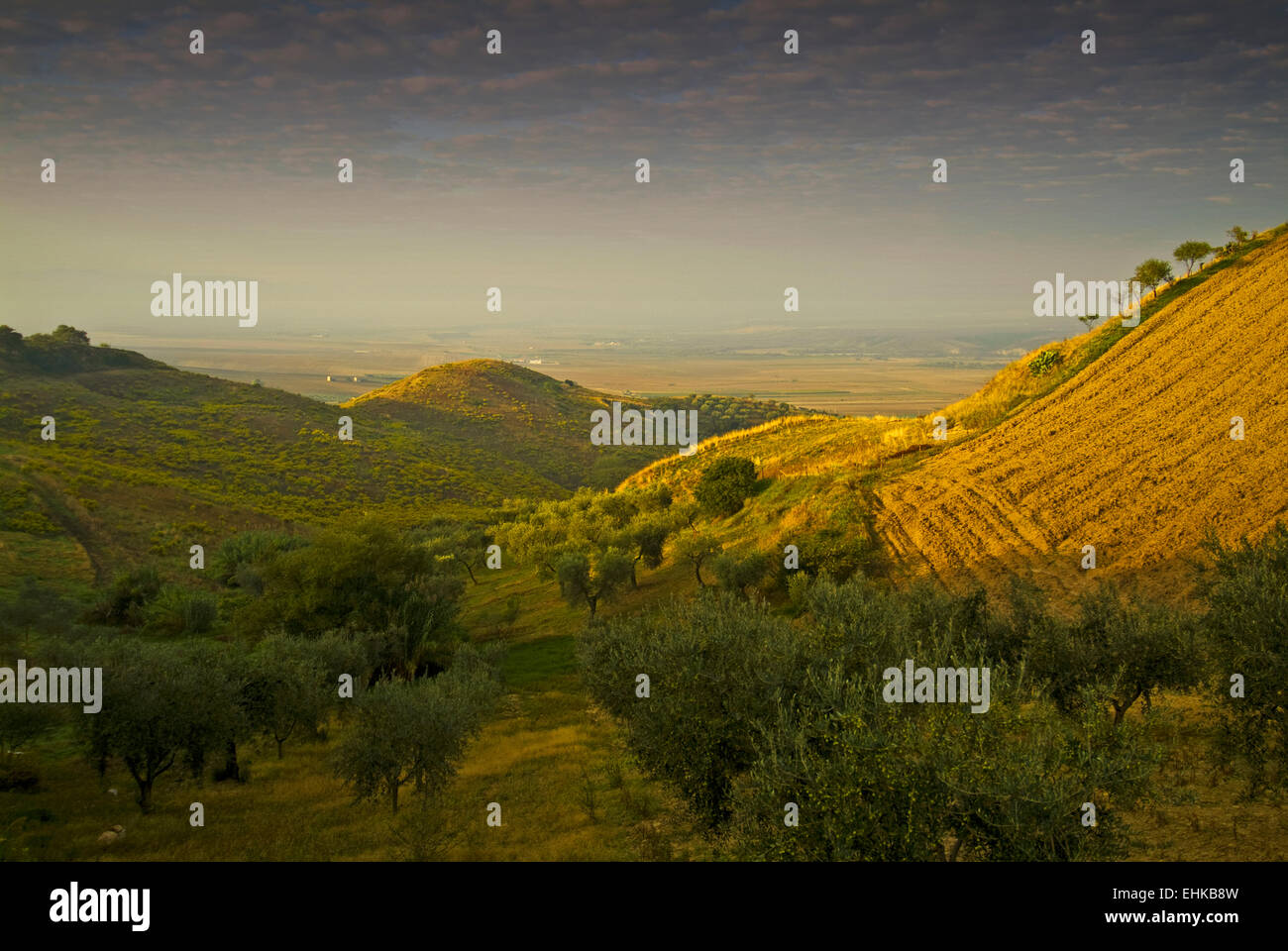 Olive groves, Gargano, Apulia, Italy Stock Photo