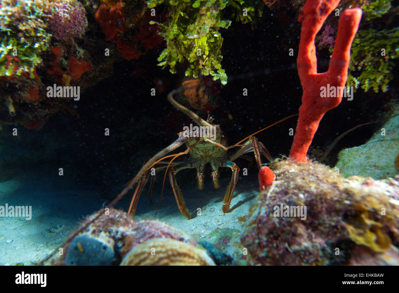 Red lobster in the wild, Cayo Largo, Cuba Stock Photo