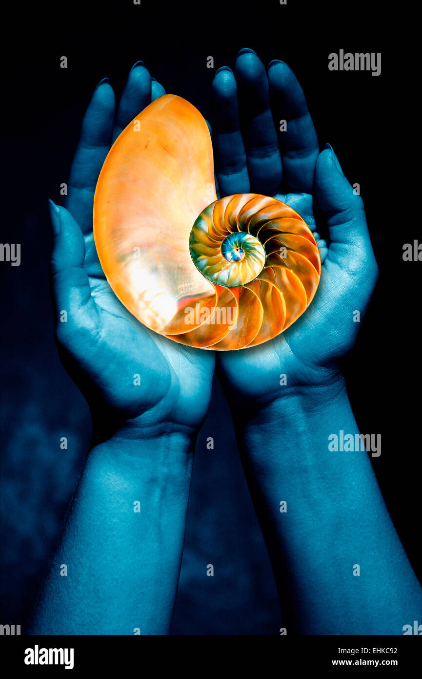 hands holding a Nautilus shell cut in half Stock Photo Alamy