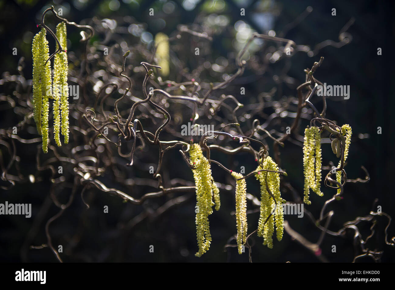 Spring catkins on a willow tree backlit with a low sun Stock Photo