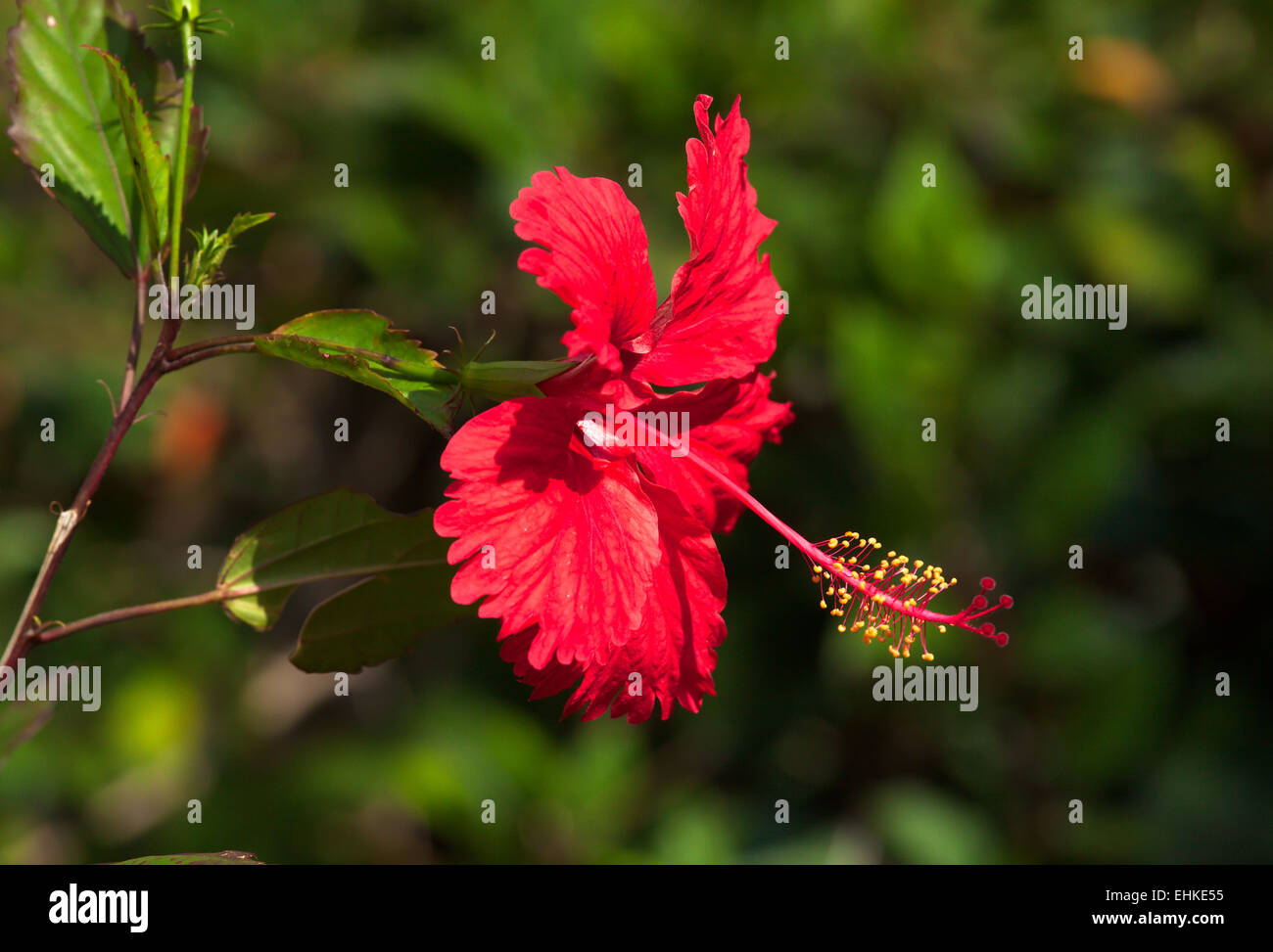 Red hibiscus flower in park of old Havana, Cuba Stock Photo Alamy