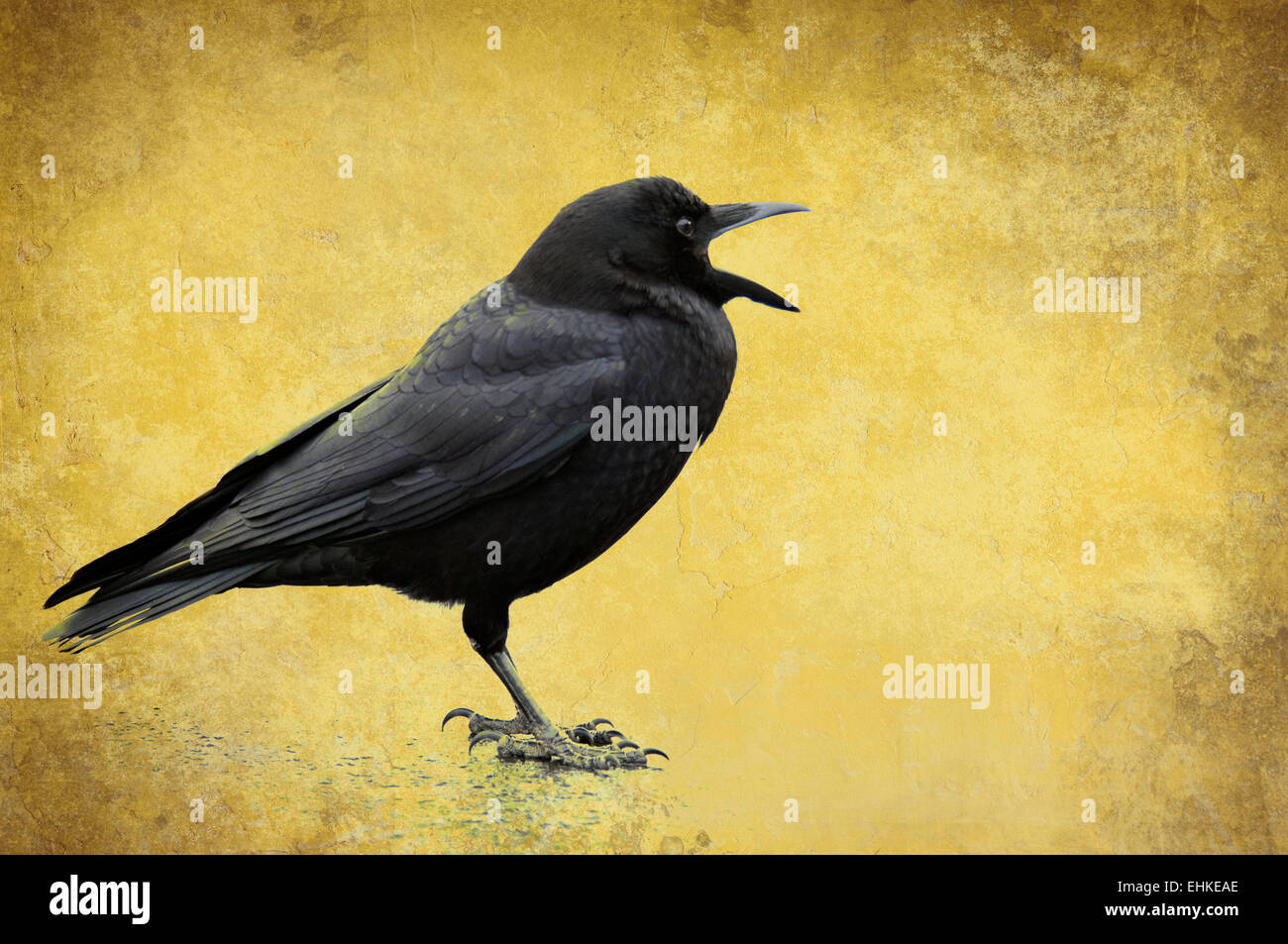 Textured Image of an American Crow Calling Stock Photo
