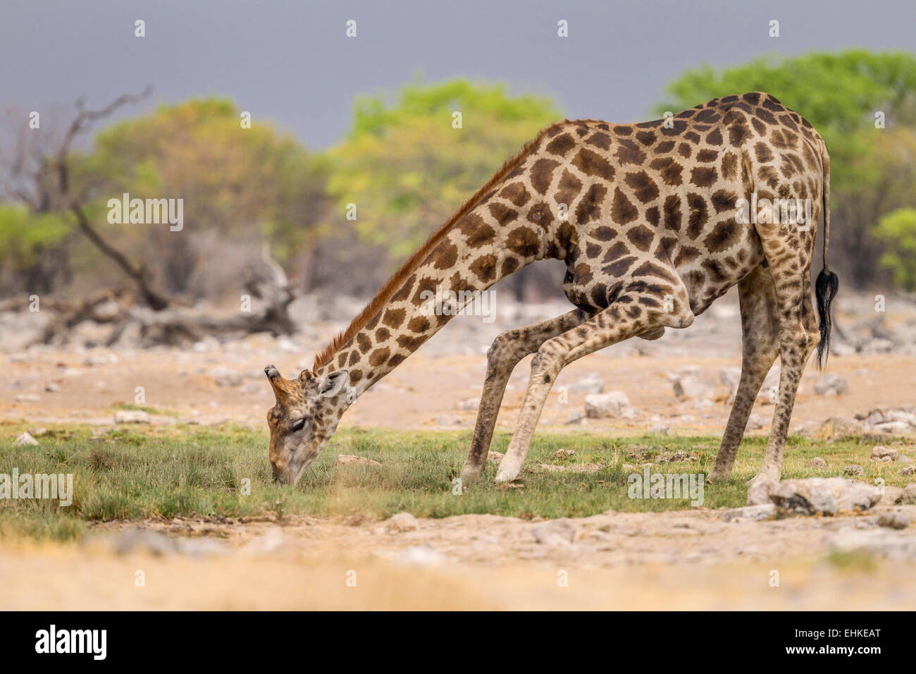 A giraffe drinking water in Etosha National Park, Namibia. Stock Photo