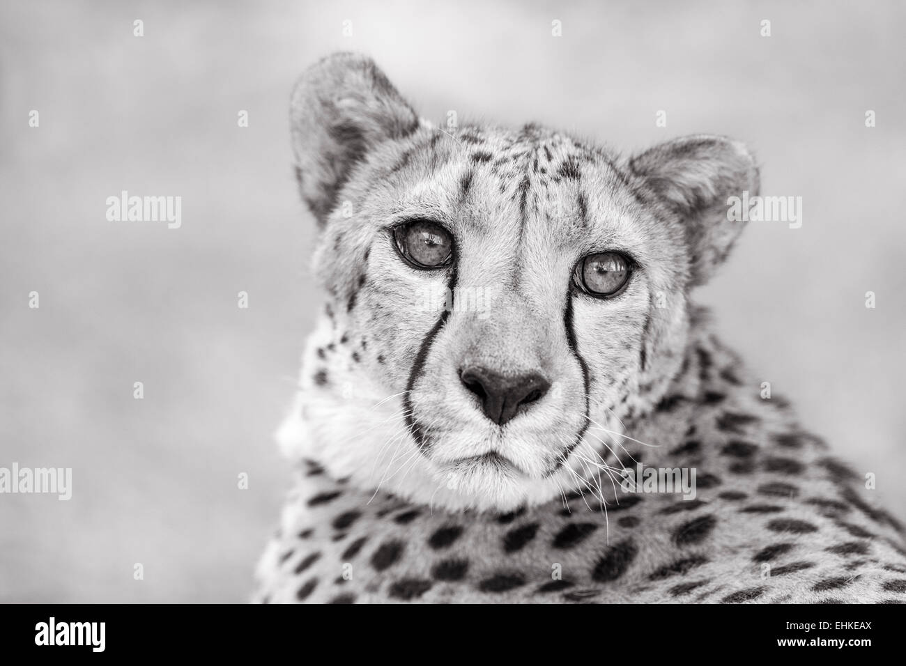 A black and white portrait of a cheetah, Namibia. Stock Photo