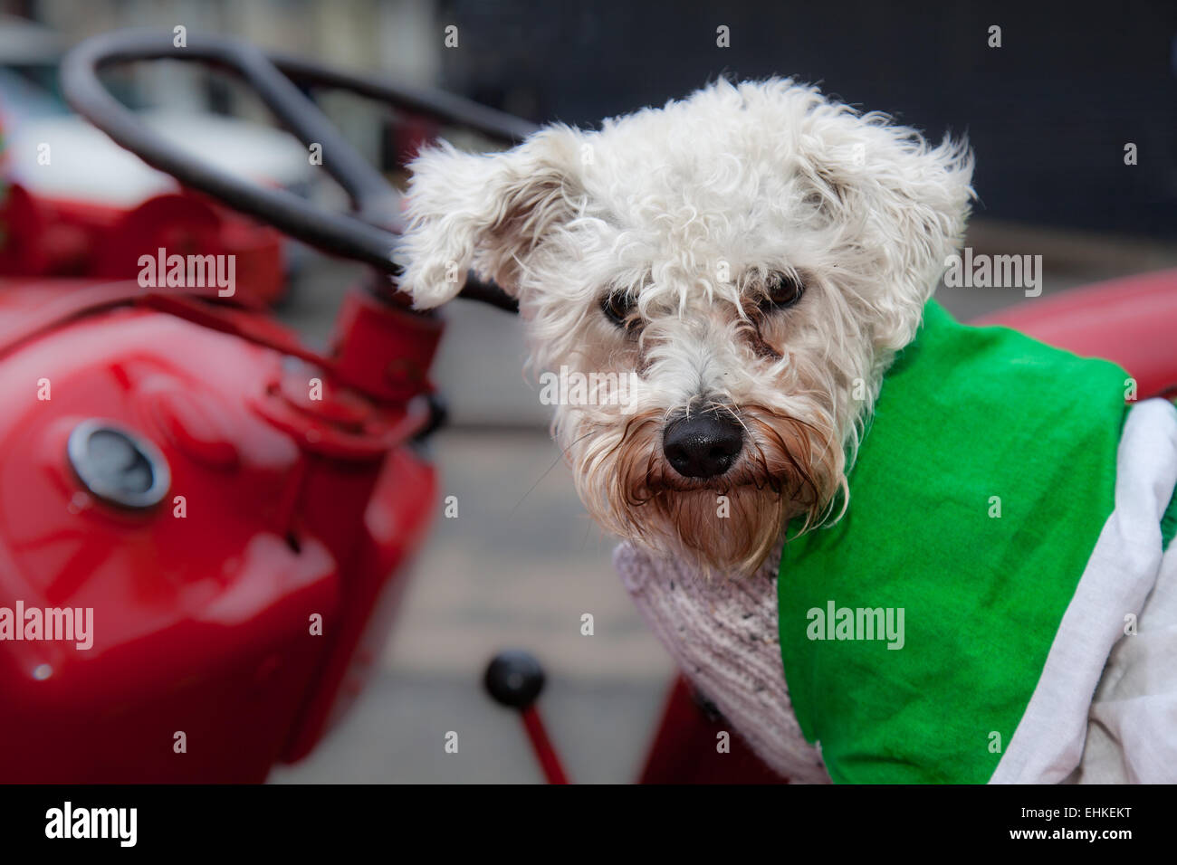Manchester, UK 15th March, 2015.  'Bow' a Bichon Schnauzer cross at the St Patrick's weekend Irish Festival.  Thousands of people lined the streets to watch as the St Patrick’s Day parade made its way through Manchester.  The colourful procession set off from the Irish World Heritage Centre in Cheetham Hill before making its way to Albert Square.  Flag bearers representing the 32 counties in the Emerald Isle led the parade into the city centre, followed by floats from the city’s Irish associations. Stock Photo