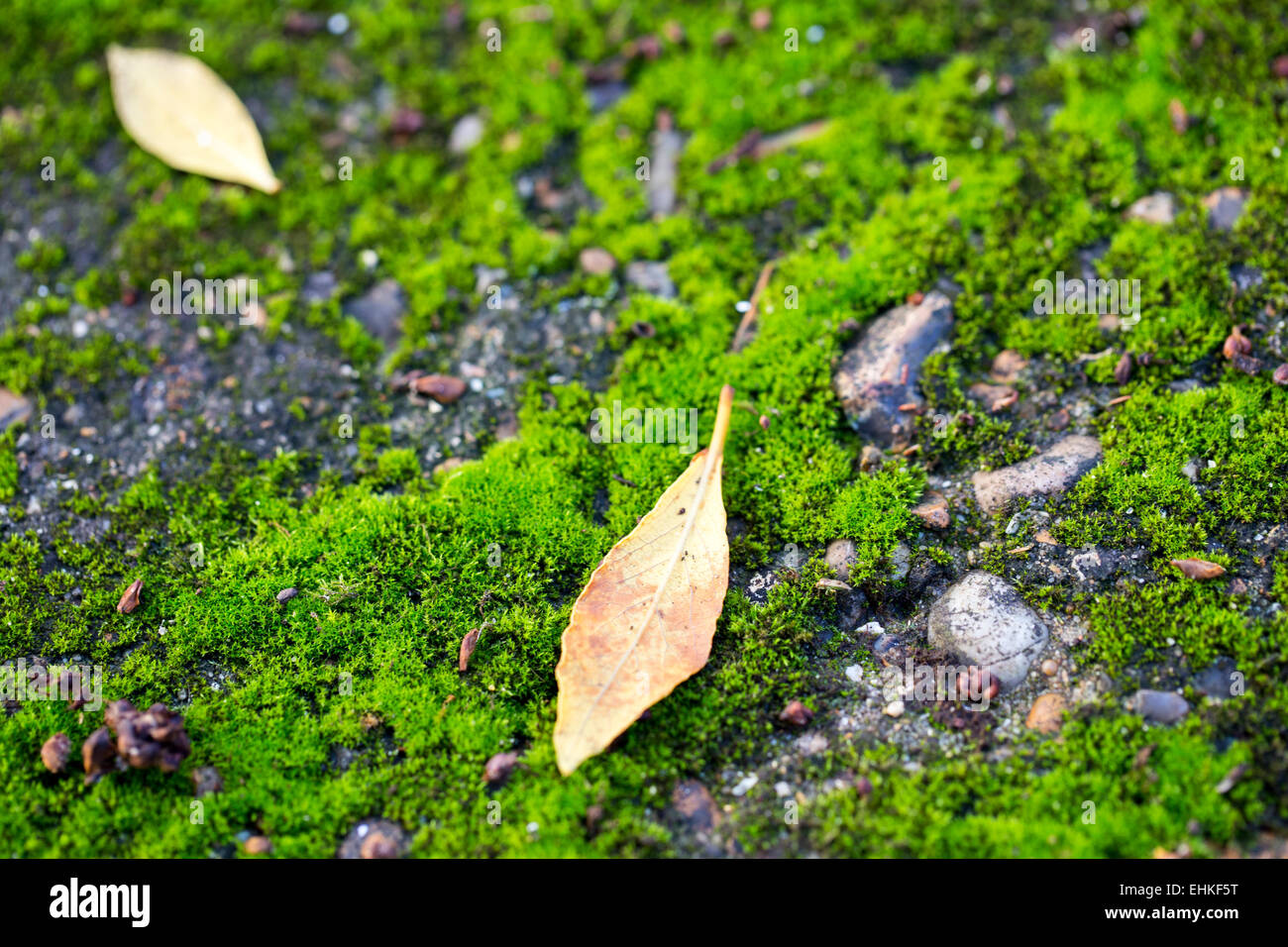Moss (class Bryopsida) Stock Photo