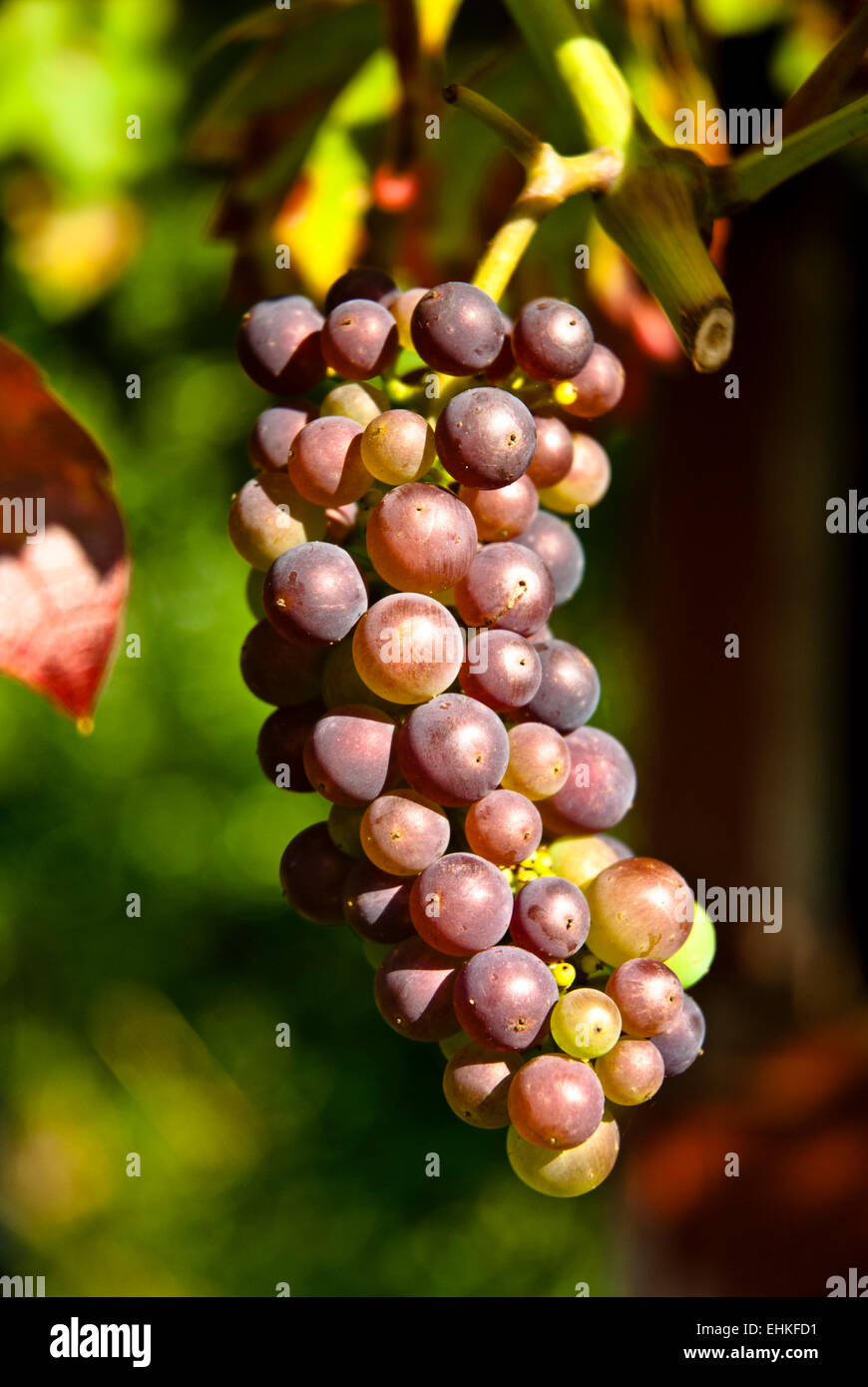 Purple grapes ripening and growing on the vine. (Grown on an allotment