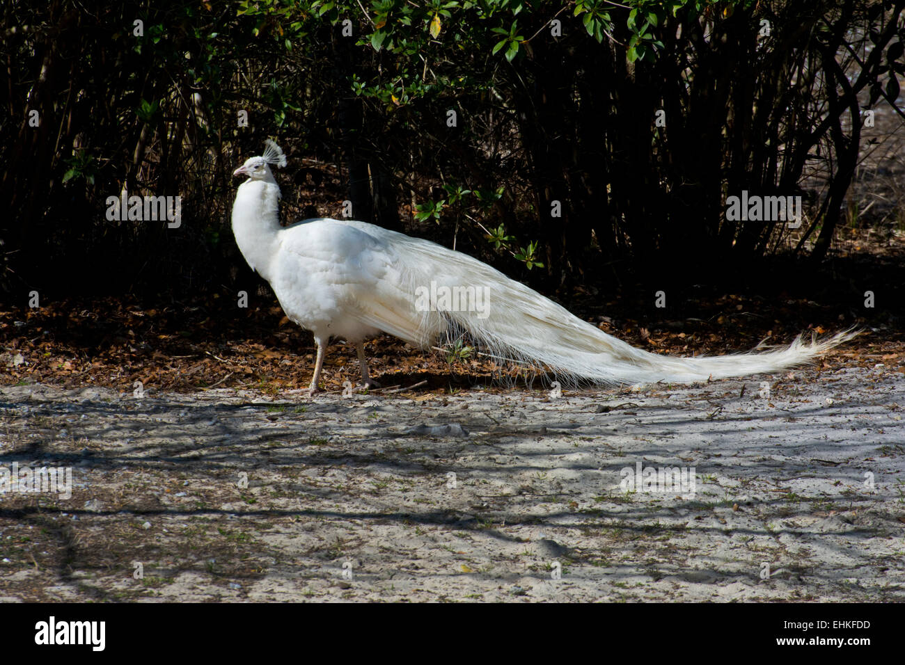 Albino peacock hi-res stock photography and images - Alamy