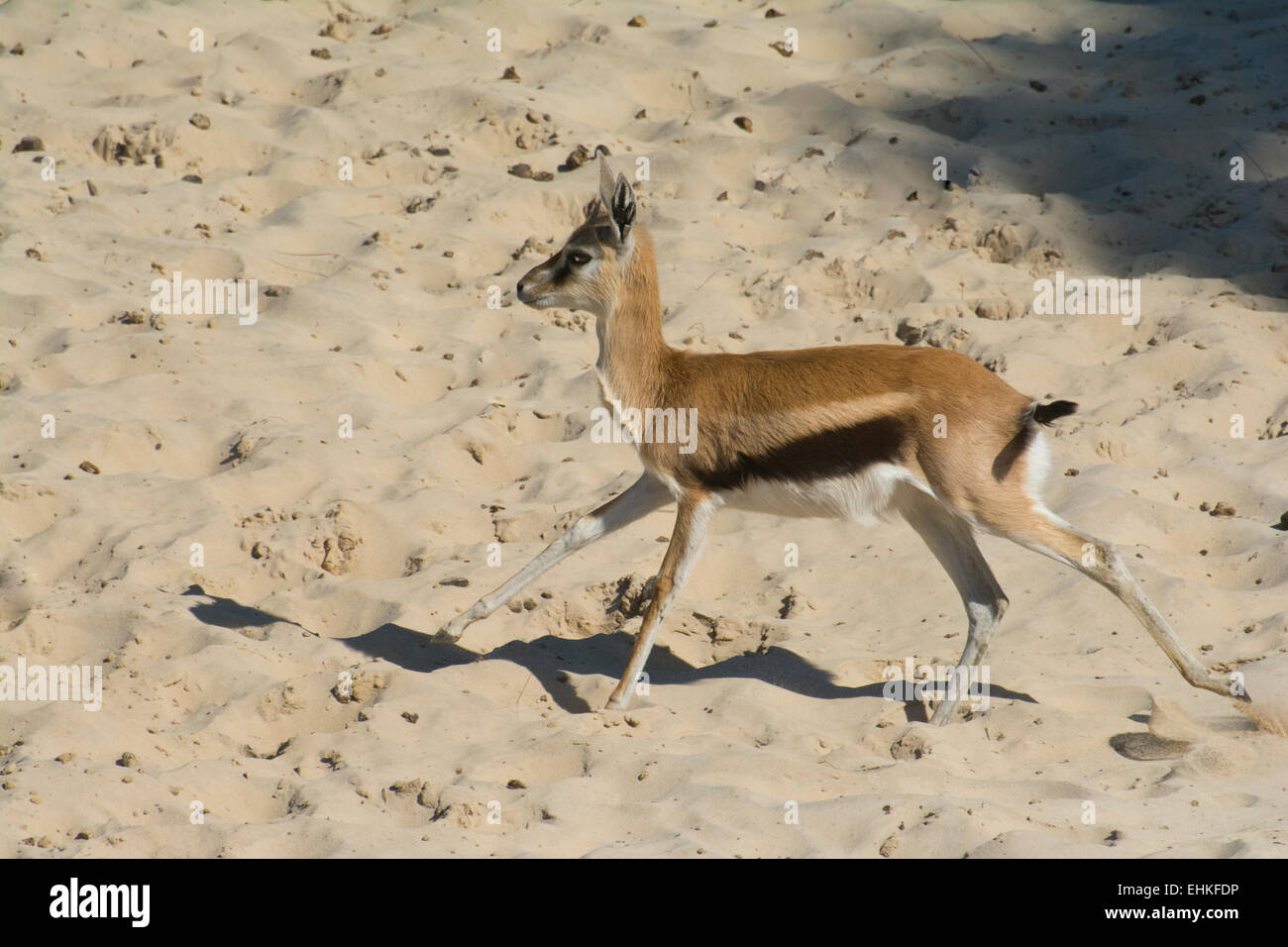 A Thompson's Gazelle Stock Photo - Alamy